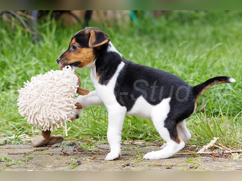 Jack Russell Terrier Welpen in Tricolor und Merl abzugeben!