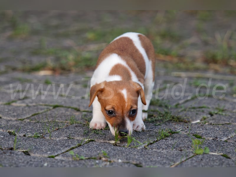 Jack Russell Terrier Welpen abzugeben!