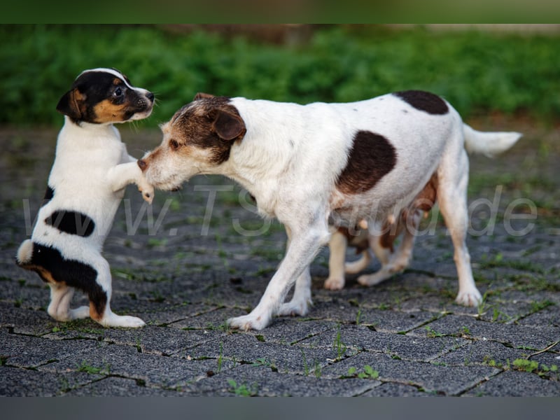 Jack Russell Terrier Welpen abzugeben!