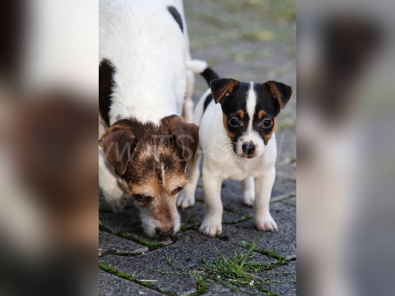 Jack Russell Terrier Welpen abzugeben!
