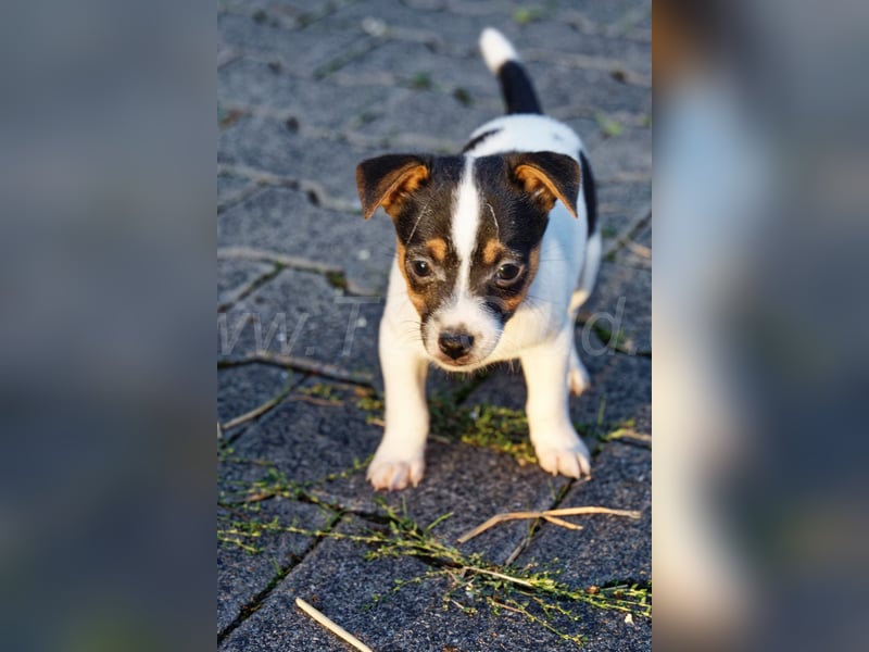 Jack Russell Terrier Welpen abzugeben!