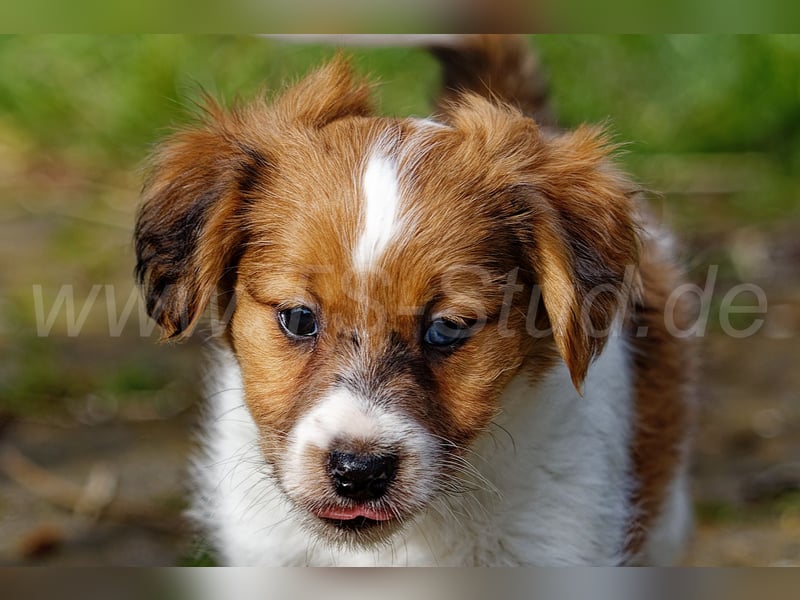 Jack Russell Terrier Welpen in Tricolor und Merl abzugeben!