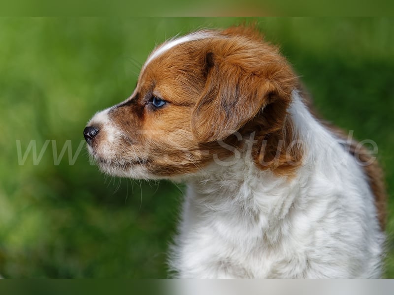 Jack Russell Terrier Welpen in Tricolor und Merl abzugeben!