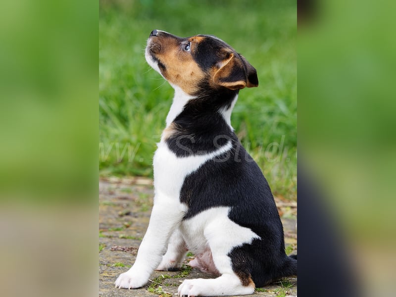 Jack Russell Terrier Welpen in Tricolor und Merl abzugeben!