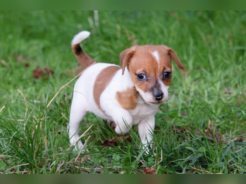 Jack Russell Terrier Welpen abzugeben!