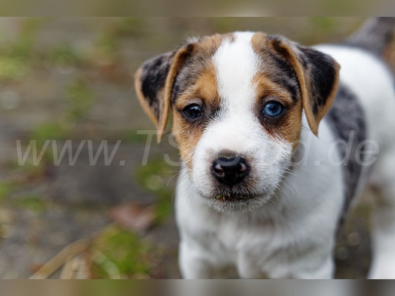 Jack Russell Terrier Welpen in Tricolor und Merl abzugeben!