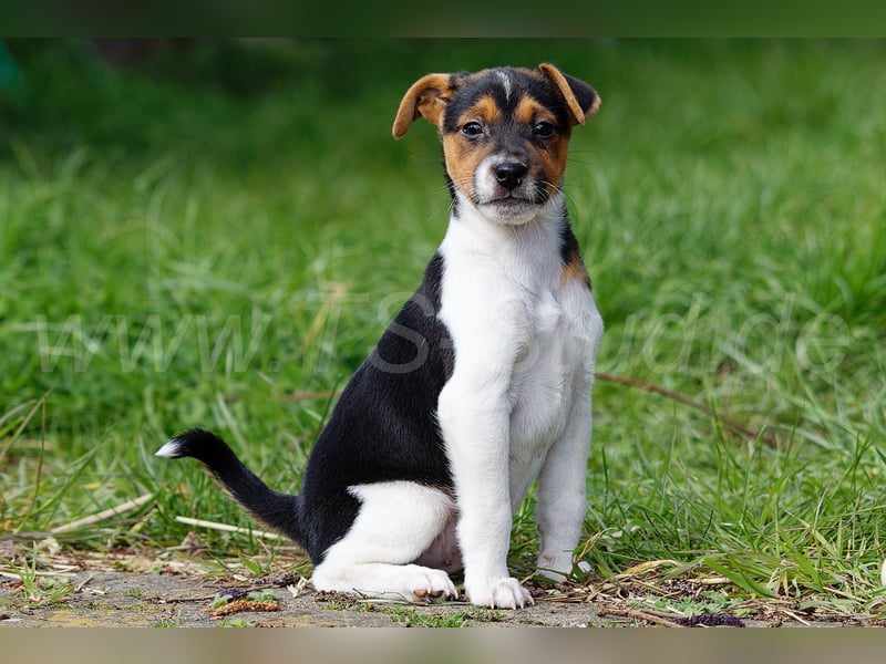 Jack Russell Terrier Welpen in Tricolor und Merl abzugeben!