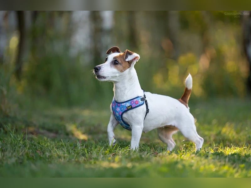 Lustige CASSIE sucht eine nette Familie!