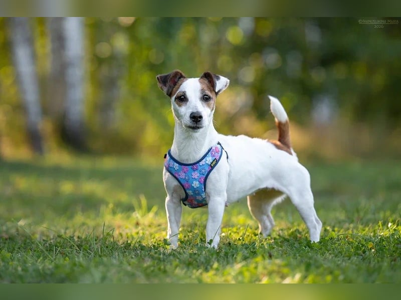 Lustige CASSIE sucht eine nette Familie!