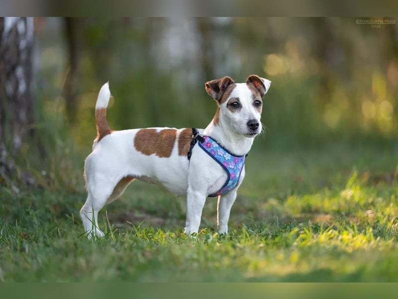 Lustige CASSIE sucht eine nette Familie!