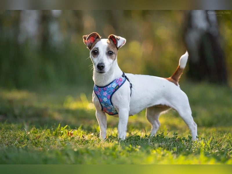 Lustige CASSIE sucht eine nette Familie!