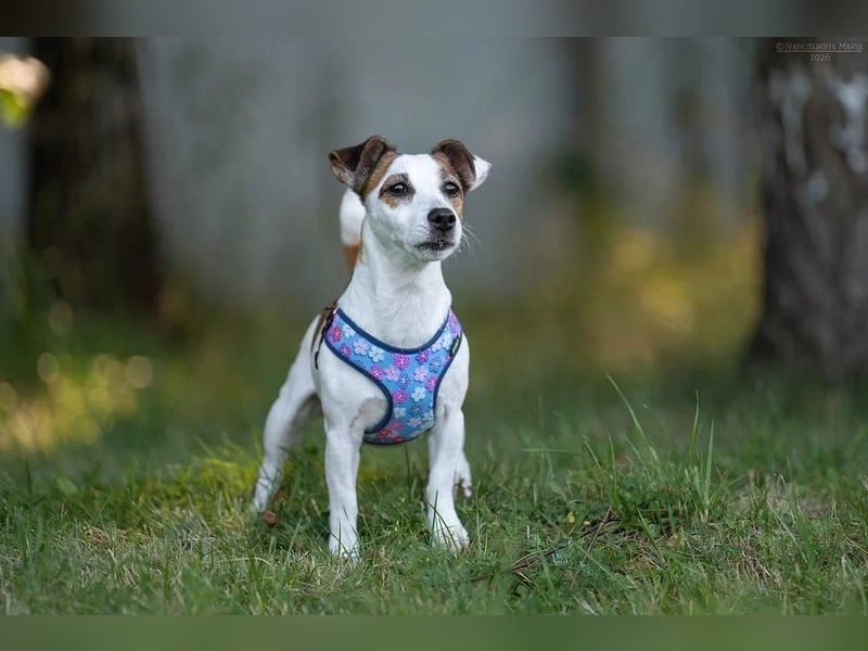 Lustige CASSIE sucht eine nette Familie!