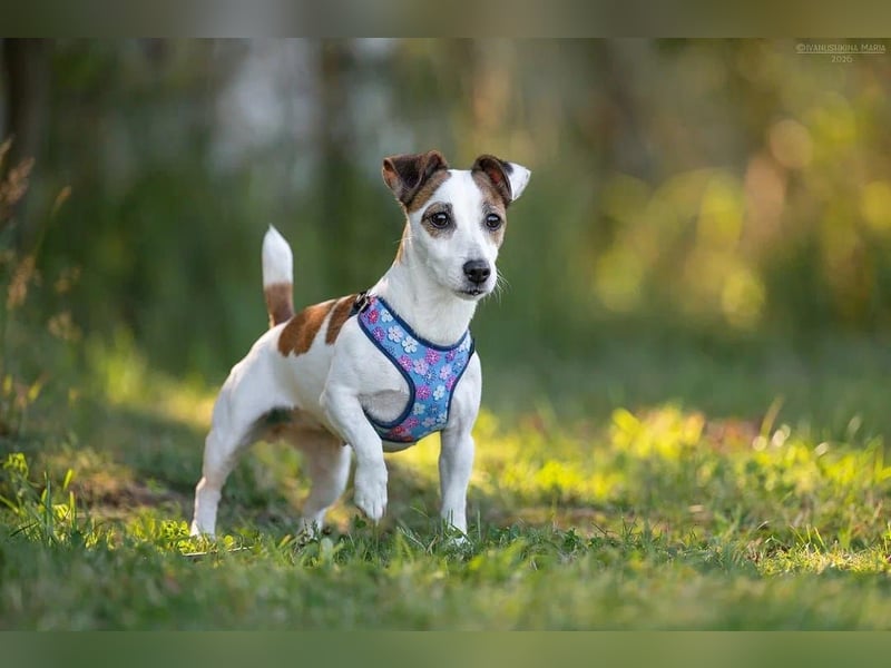 Lustige CASSIE sucht eine nette Familie!