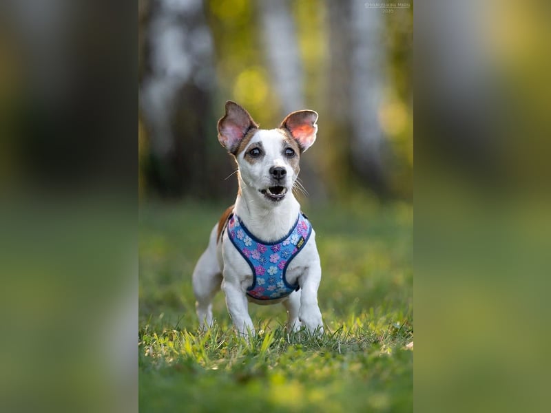 Lustige CASSIE sucht eine nette Familie!