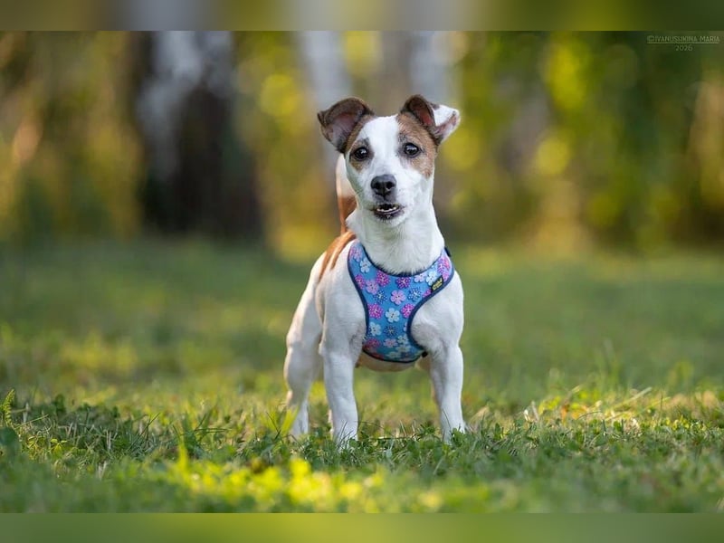 Lustige CASSIE sucht eine nette Familie!
