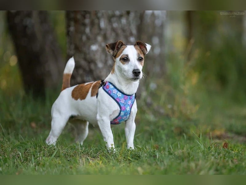 Lustige CASSIE sucht eine nette Familie!