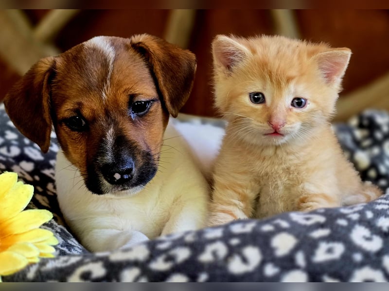 Jack Russell Terrier