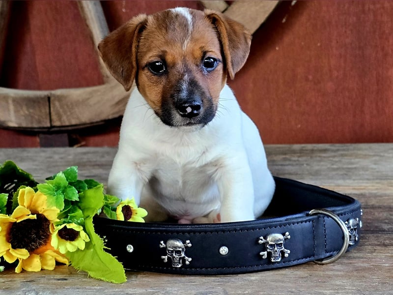Jack Russell Terrier