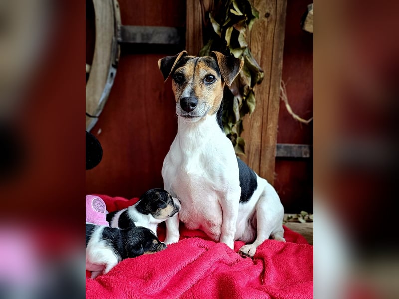 Jack Russell Terrier