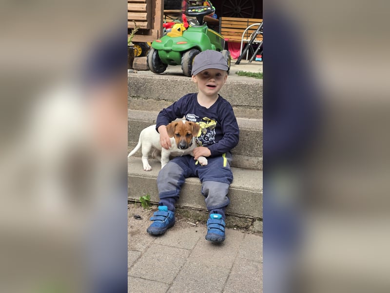 Jack Russell Terrier