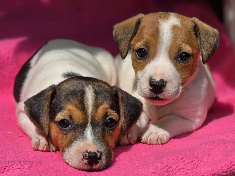 Jack Russell Terrier