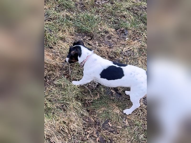 Jackrussel Deckrüde