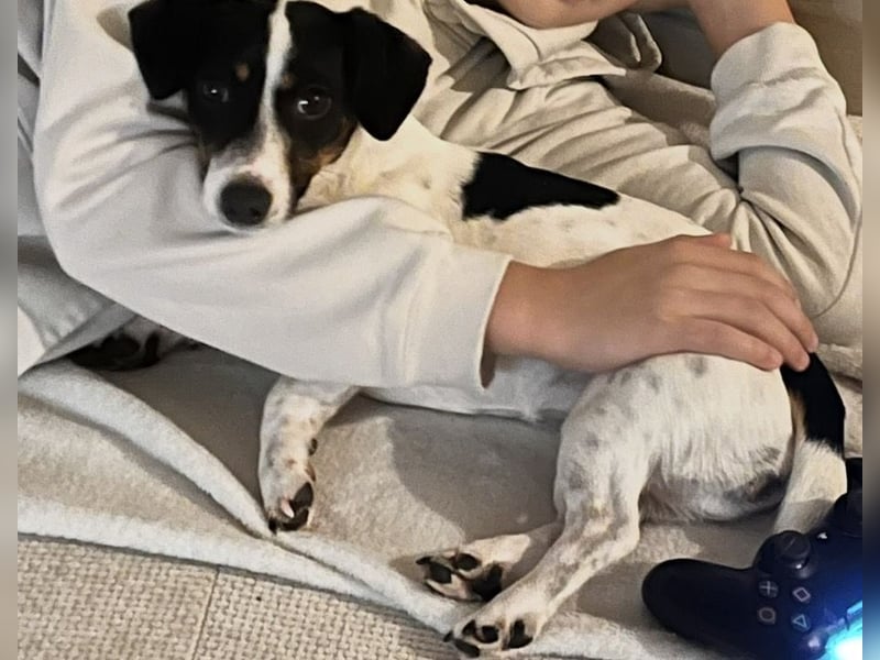 Jackrussel Deckrüde