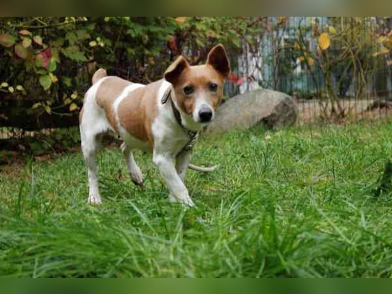 Toffee, Jack Russel Terrier, geb. 2021, liebevolle und anhängliche Familienhündin