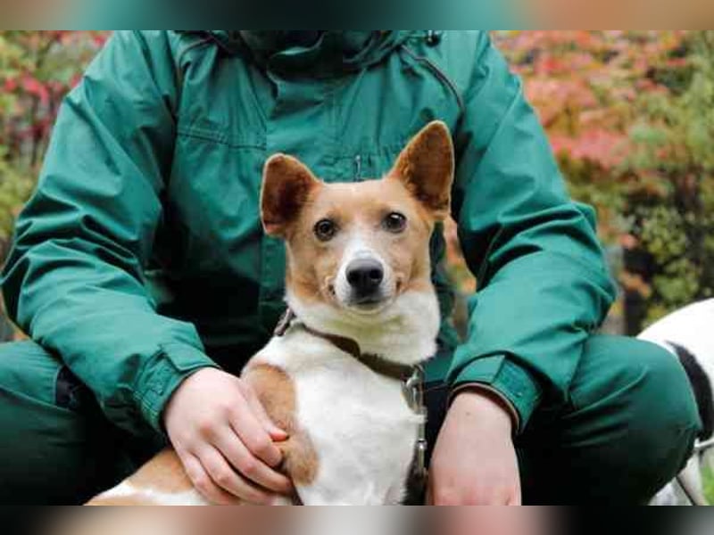 Toffee, Jack Russel Terrier, geb. 2021, liebevolle und anhängliche Familienhündin