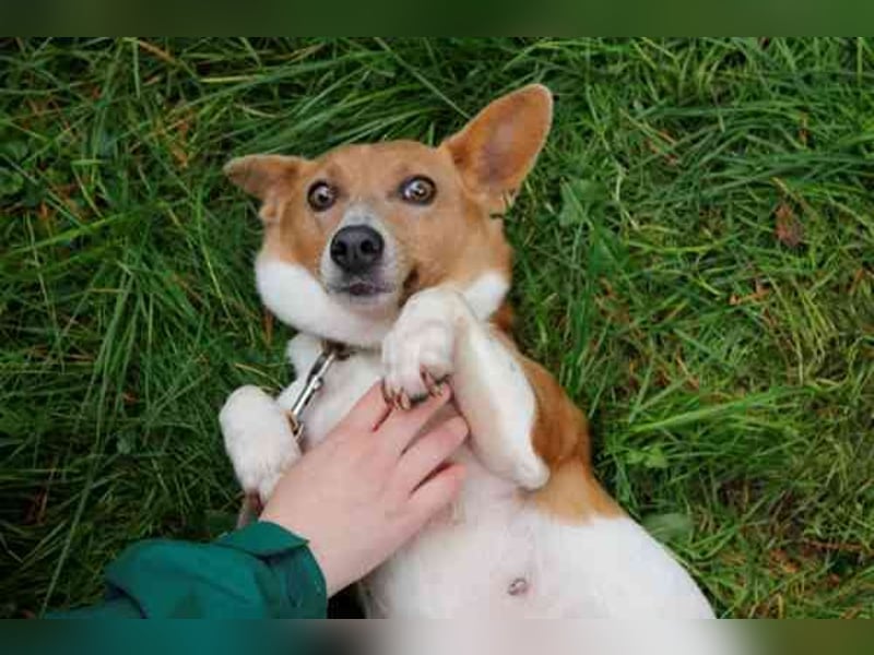 Toffee, Jack Russel Terrier, geb. 2021, liebevolle und anhängliche Familienhündin