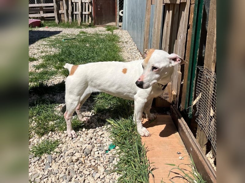 Zoe, die kleine Jack Russell-Dame sucht ihren wohlverdienten Lebensabend