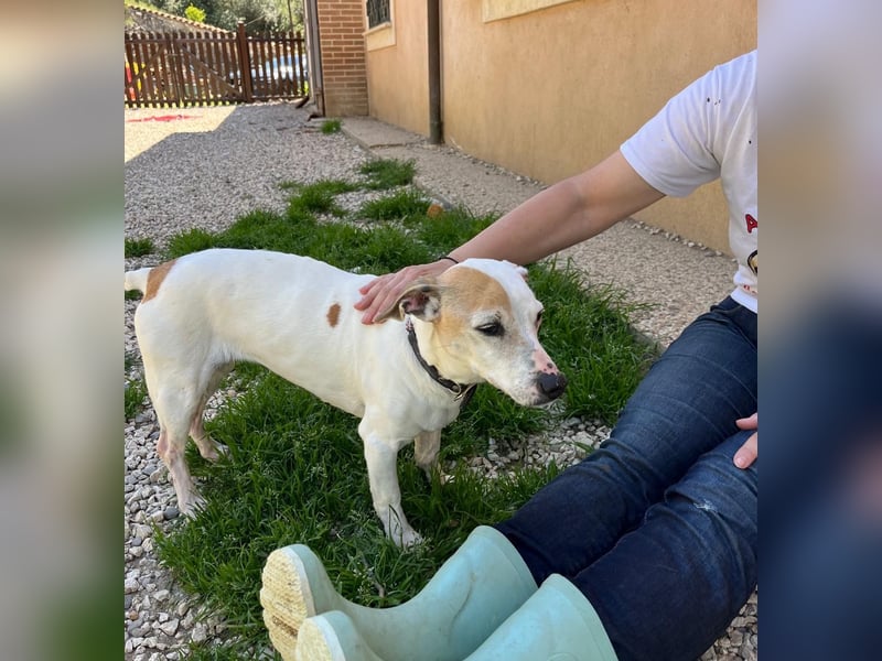 Zoe, die kleine Jack Russell-Dame sucht ihren wohlverdienten Lebensabend