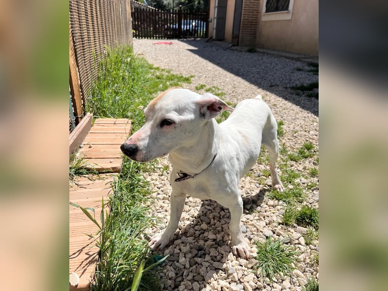 Zoe, die kleine Jack Russell-Dame sucht ihren wohlverdienten Lebensabend