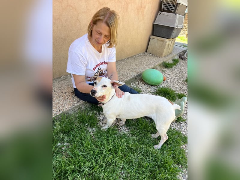 Zoe, die kleine Jack Russell-Dame sucht ihren wohlverdienten Lebensabend