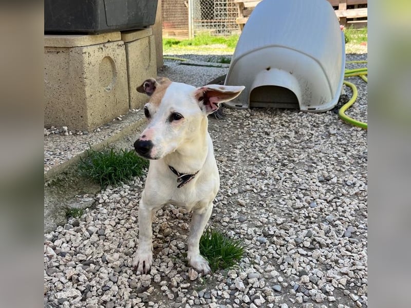 Zoe, die kleine Jack Russell-Dame sucht ihren wohlverdienten Lebensabend