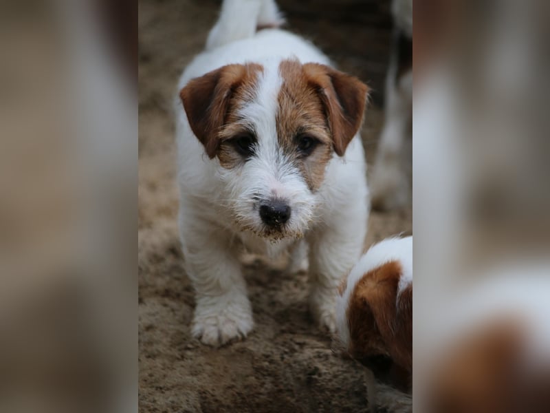 Jack Russell Terrier