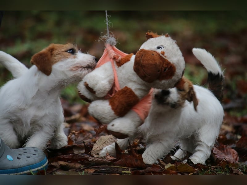 Jack Russell Terrier