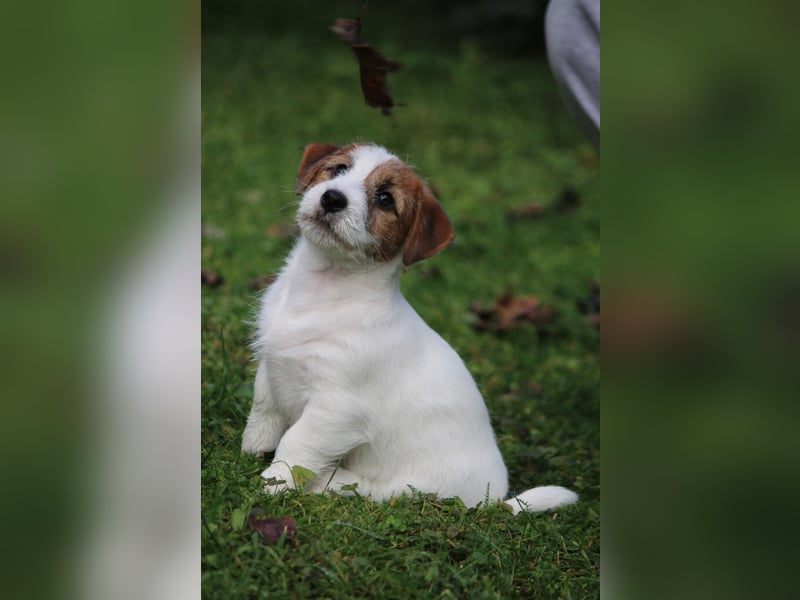 Jack Russell Terrier