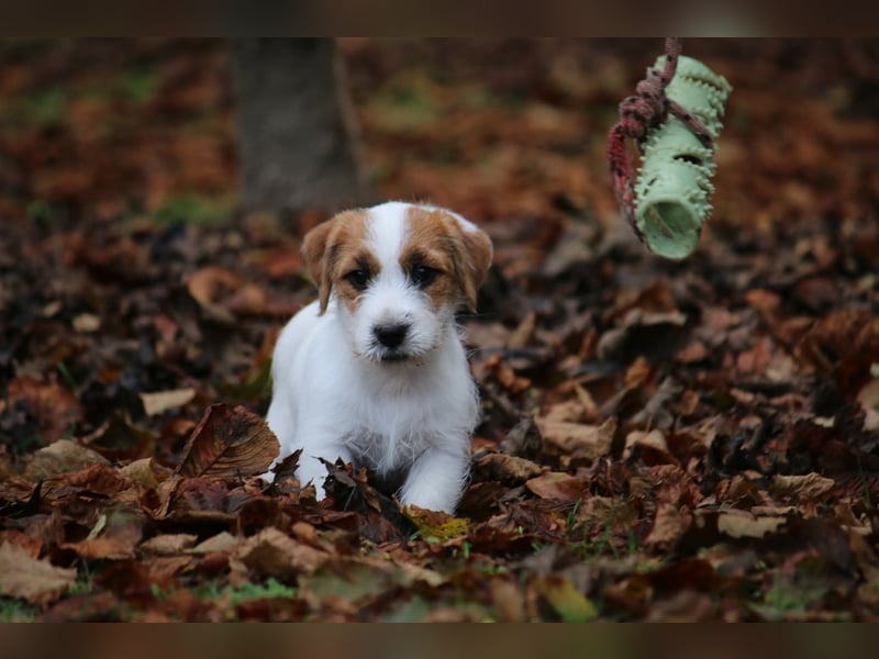 Jack Russell Terrier FCI Sunia