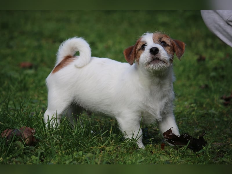 Jack Russell Terrier