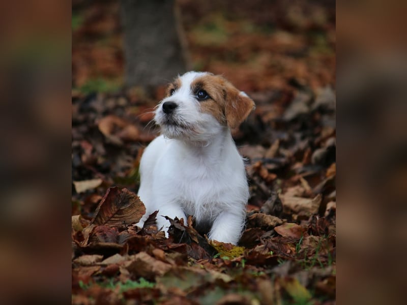 Jack Russell Terrier FCI Sunia