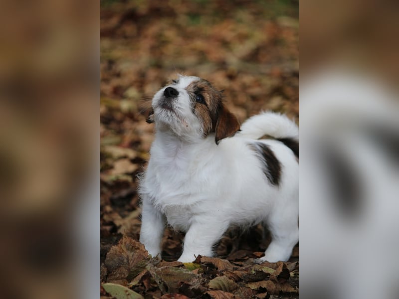 Jack Russell Terrier