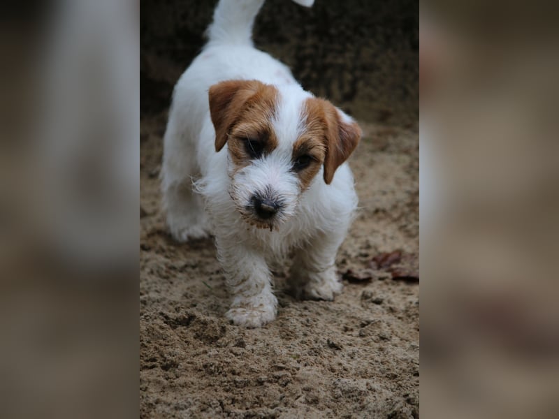 Jack Russell Terrier FCI Sunia