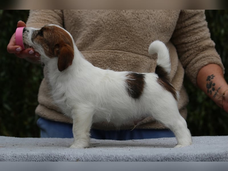 Jack Russell Terrier