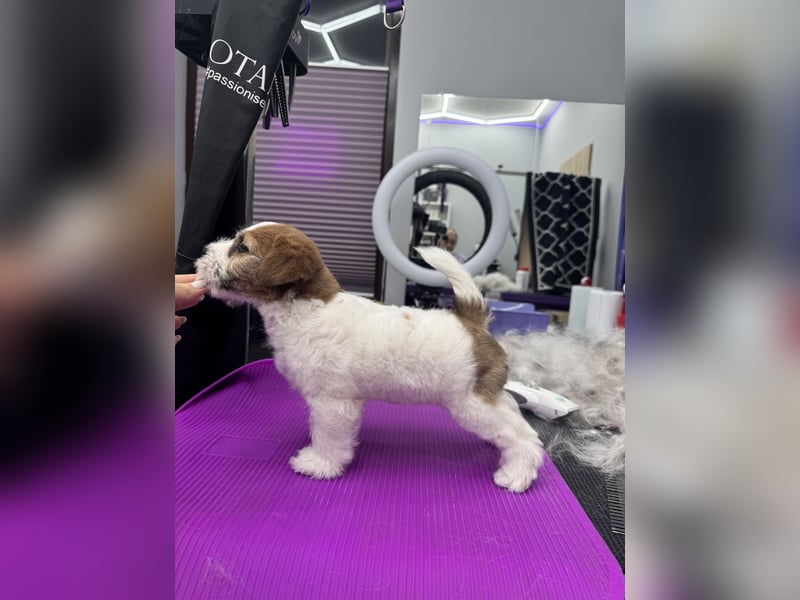 Samica Jack Russell Terrier (rzędowowłosa) z dokumentami FCI szuka odpowiedniego domu