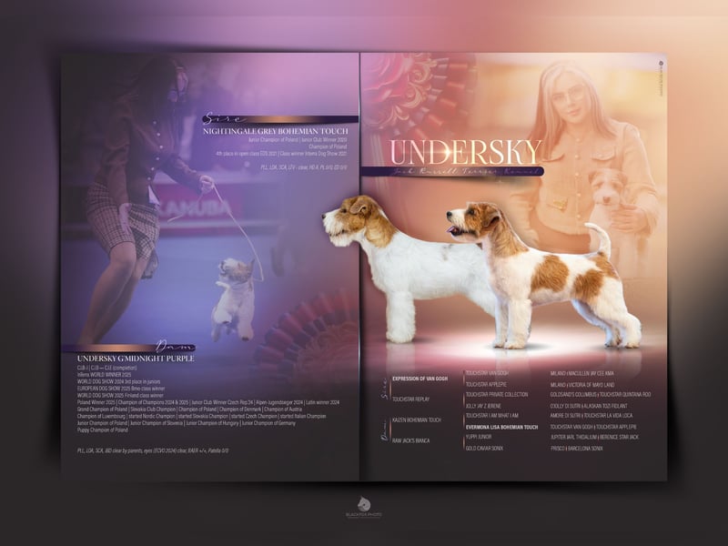 Samica Jack Russell Terrier (rzędowowłosa) z dokumentami FCI szuka odpowiedniego domu