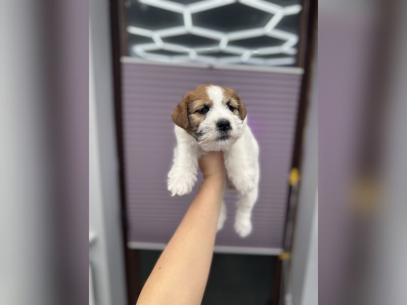 Samica Jack Russell Terrier (rzędowowłosa) z dokumentami FCI szuka odpowiedniego domu