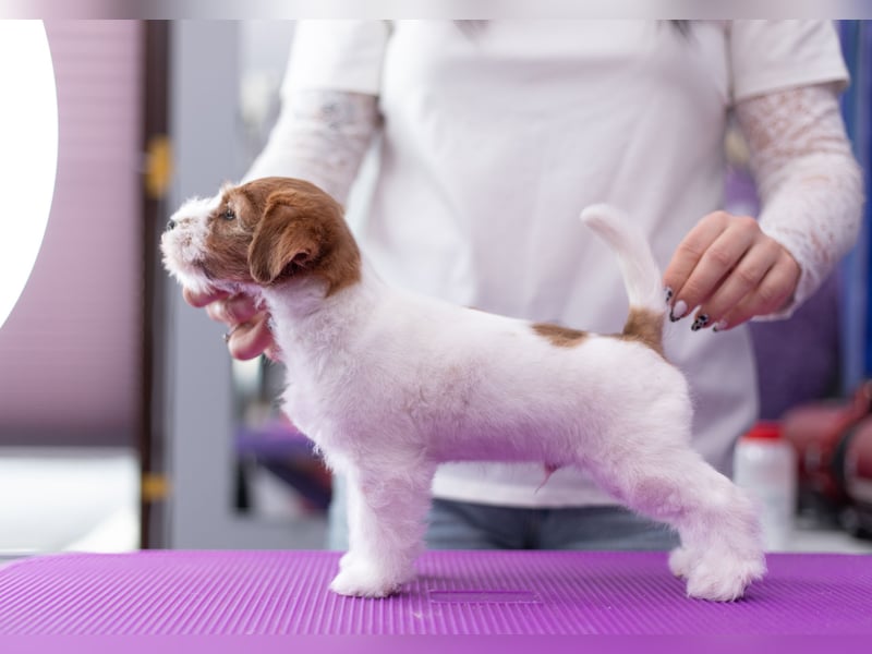 Jack Russell Terrier Rüde (rauhaarig) mit FCI-Papieren sucht passendes Zuhause