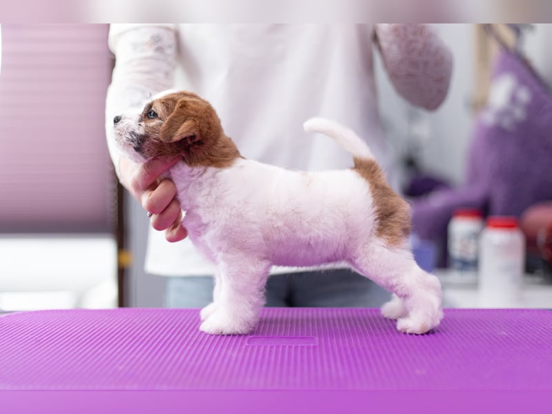 Samica Jack Russell Terrier (rzędowowłosa) z dokumentami FCI szuka odpowiedniego domu