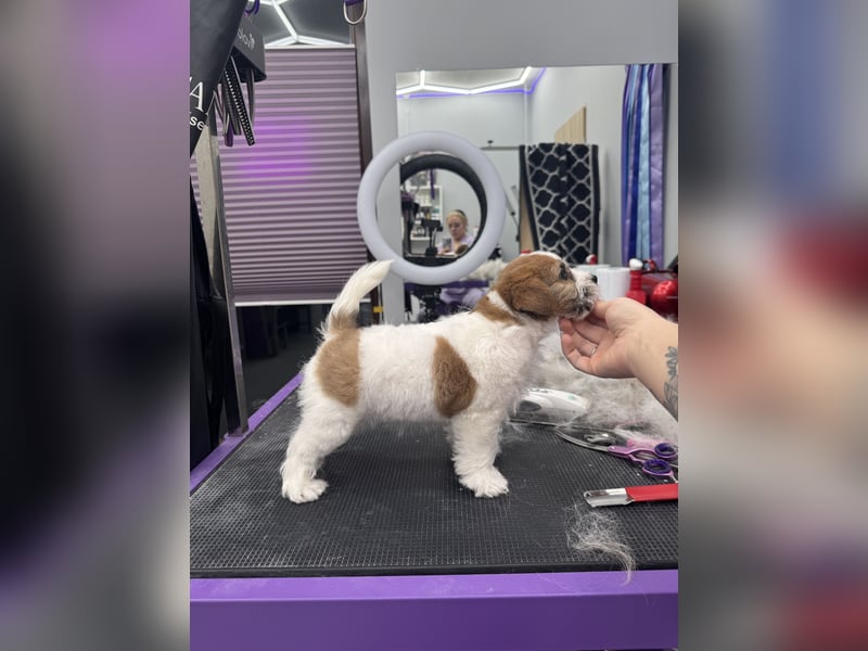 Samica Jack Russell Terrier (rzędowowłosa) z dokumentami FCI szuka odpowiedniego domu